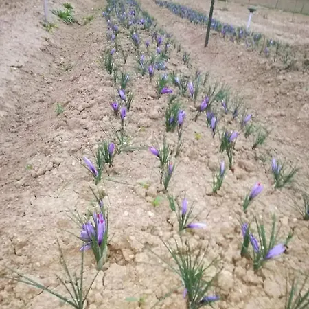 Fattoria Colle Luca *